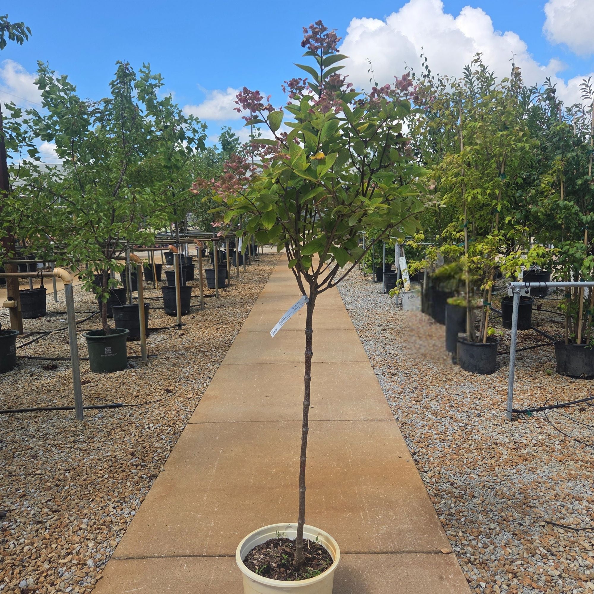 Topiary Trees
